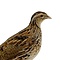 Mounted european quail