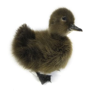 Mounted brown duck without pedestal