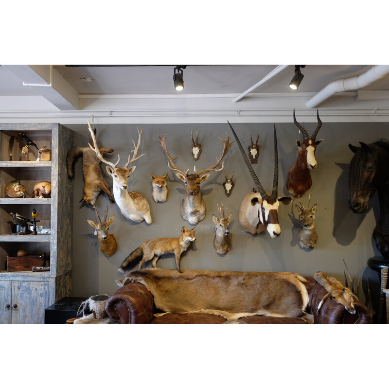 Taxidermy mammals