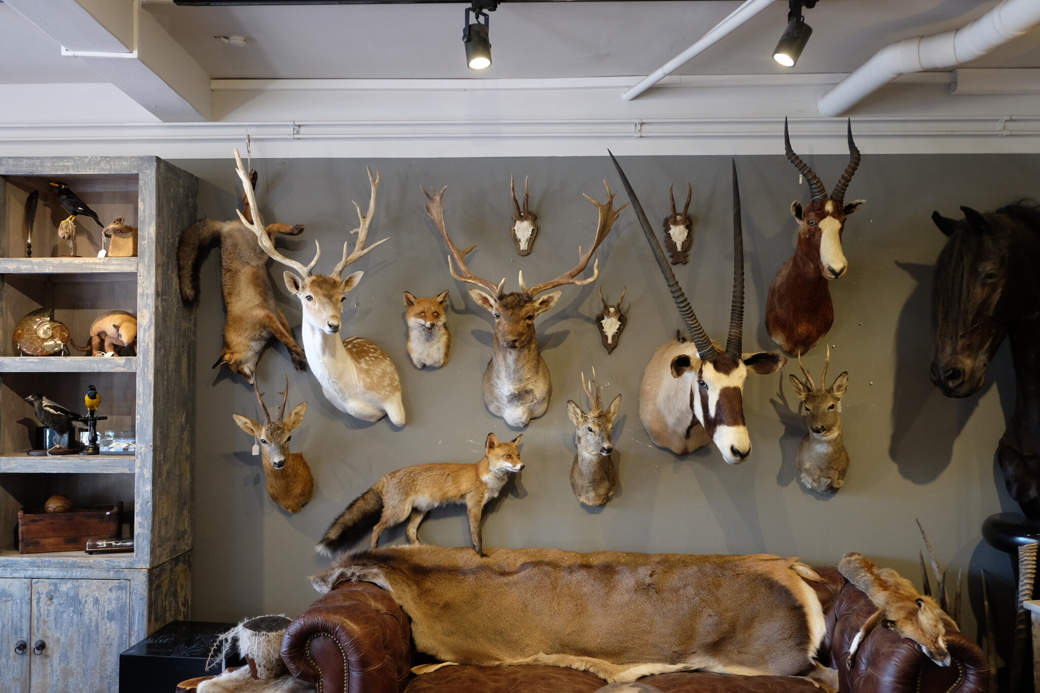 Taxidermy mammals