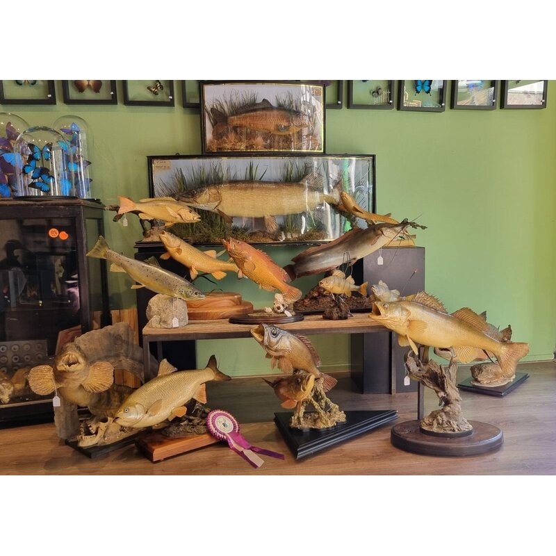 Ausgestopfter Fisch