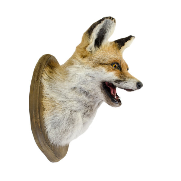 Mounted fox (trophy)