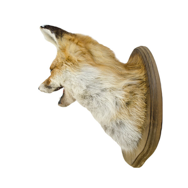 Opgezette vos (trofee)