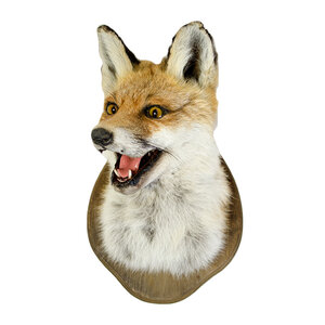 Mounted fox (trophy)