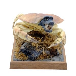 Taxidermie fantasiedieren (B)