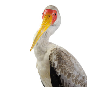 Mounted yellow-billed stork
