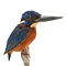Mounted blue-eared kingfisher