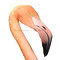 Mounted Chilean flamingo