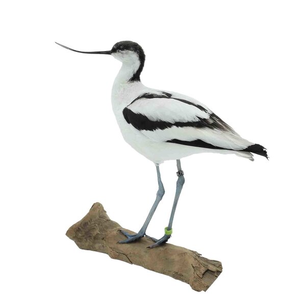 Mounted Pied avocet