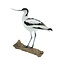 Mounted Pied avocet