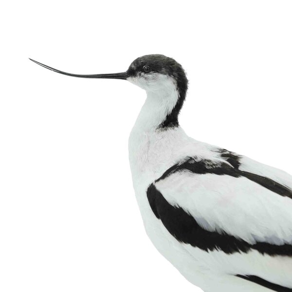 Mounted Pied avocet