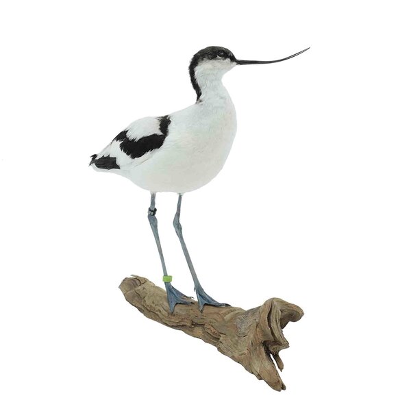 Mounted Pied avocet
