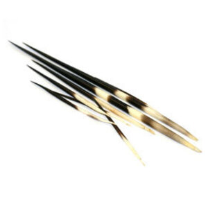 Porcupine quills ± 45x