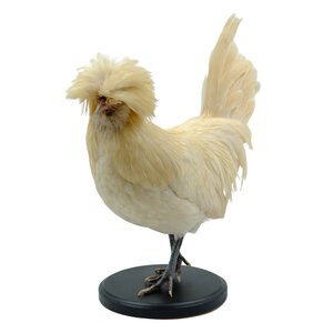 Mounted crested chicken