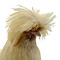 Mounted crested chicken