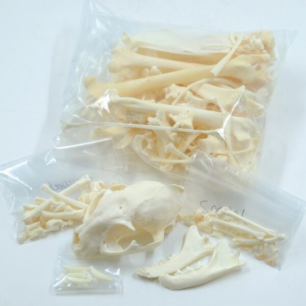 Compleet skelet serval