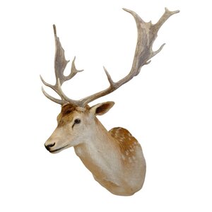 Mounted fallow deer trophy