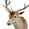 Mounted fallow deer trophy