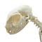 Skelet huiskat