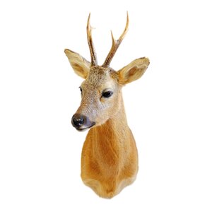 Roe deer trophy (male)