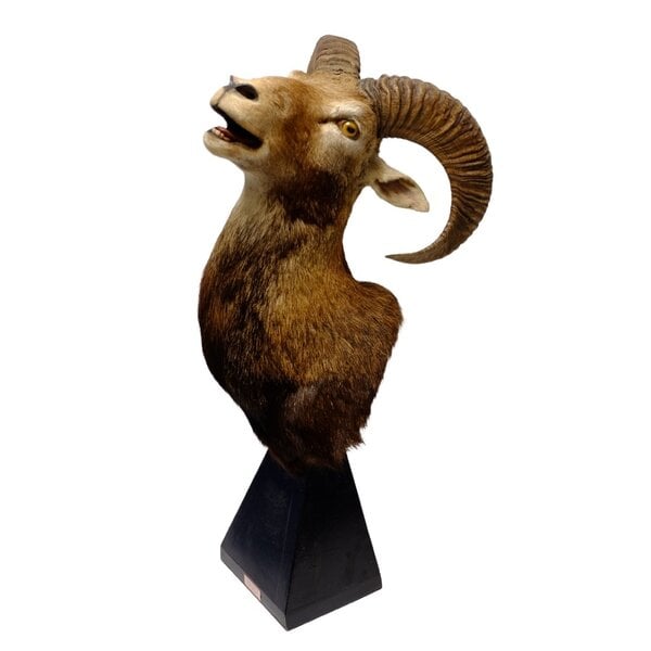 Mounted mouflon on pedestal