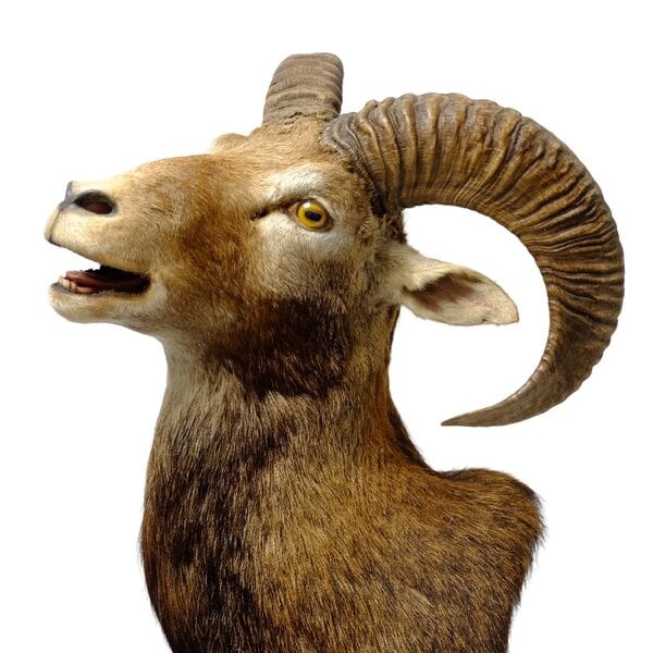 Mounted mouflon on pedestal
