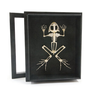 Frog skeleton in elegant box (15 x 18 cm)