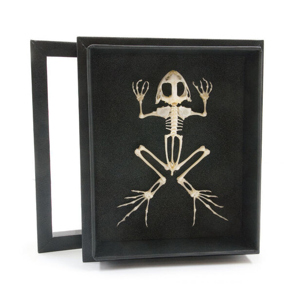 Froschskelett in eleganter box (15 x 18 cm)