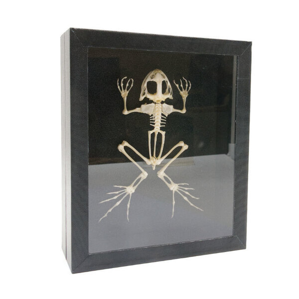Frog skeleton in elegant box (15 x 18 cm)