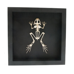 Frog skeleton in elegant frame (25 x 25 cm)