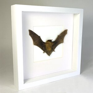 Mounted bat in white frame