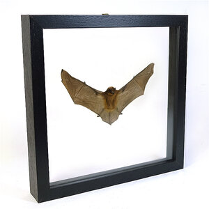 Mounted bat in black double glass frame