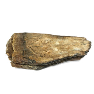 Fossil mammoth tooth (lamellae)