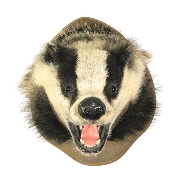 Mounted european badger trophy