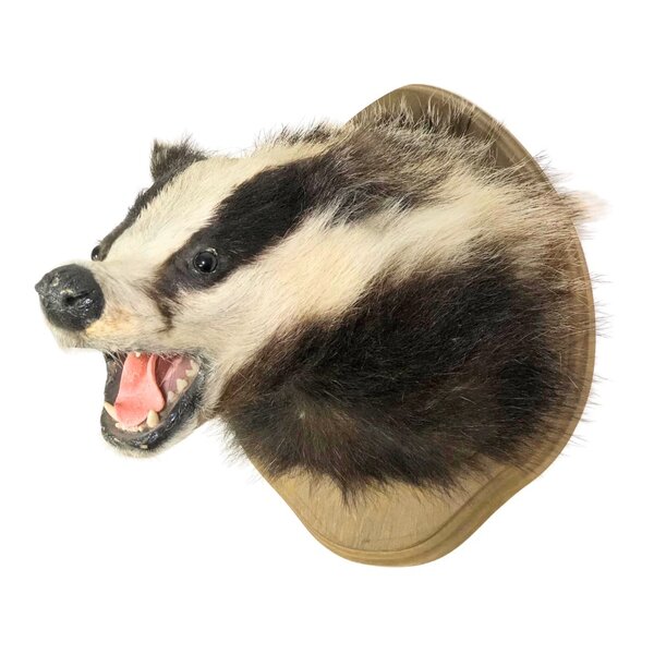 Mounted european badger trophy