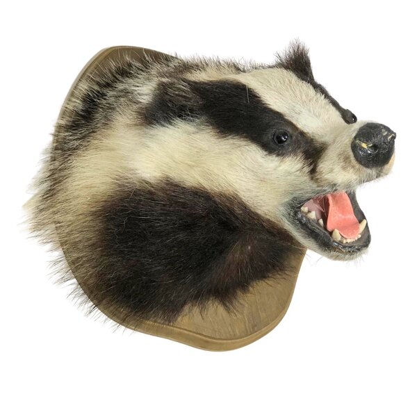 Mounted european badger trophy