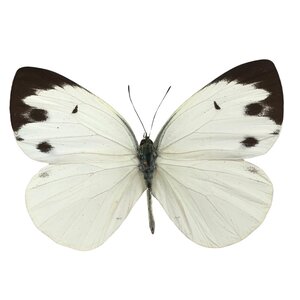 Talbotia pieris naganum - unmounted