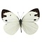 Talbotia pieris naganum - unmounted