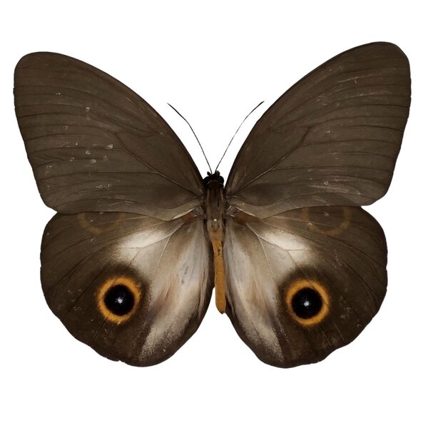 Taenaris urania - vorseite