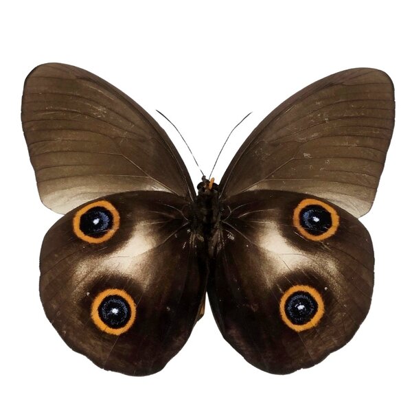 Taenaris urania - unpräpariert