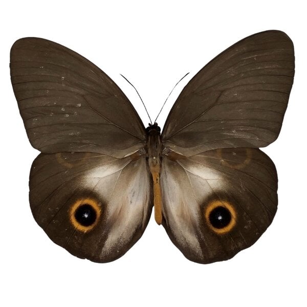 Taenaris urania - unmounted