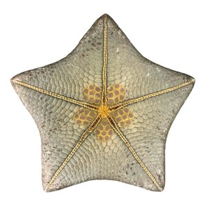 Starfish Culcita L