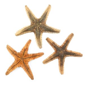 Spiny starfish
