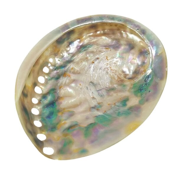 Haliotis (gepolijst)