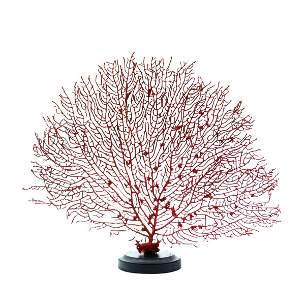 Roter Seefächer auf Holzsockel