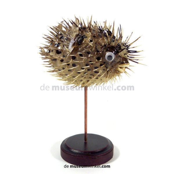 Porcupinefish on base