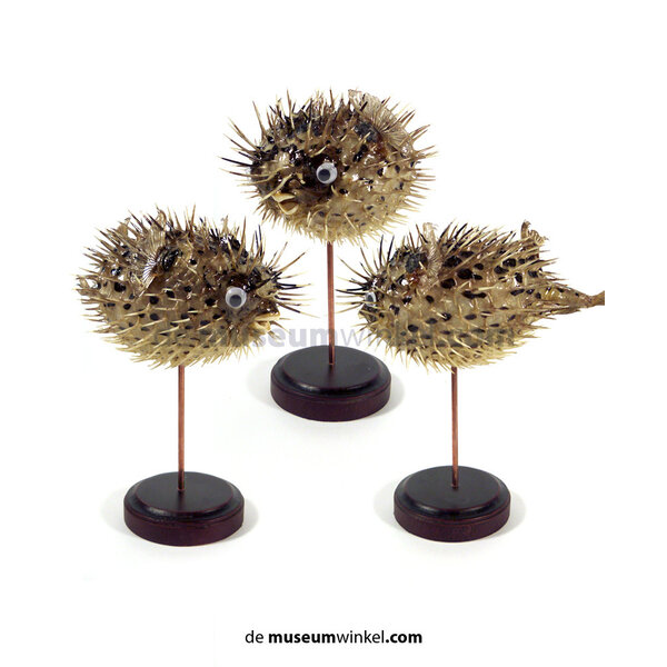 Porcupinefish on base (per 3)