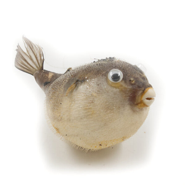 Mounted parrotfish medium