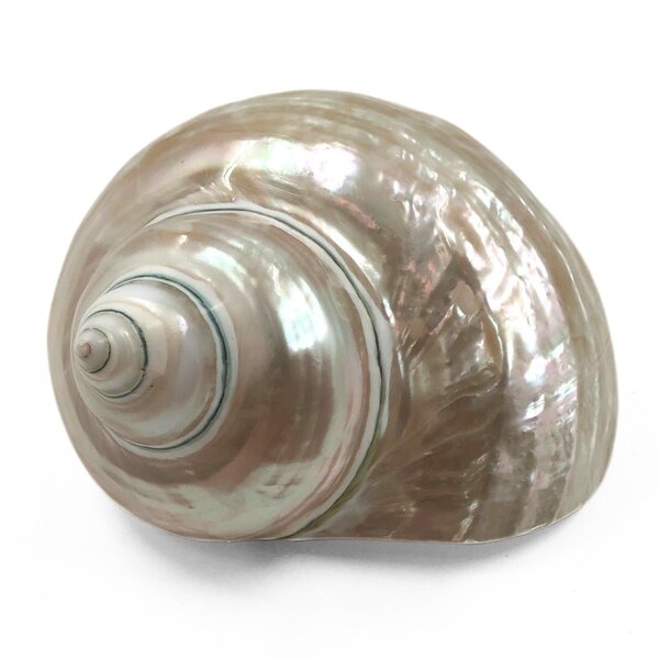 Gepolijste Turbo marmoratus (L)