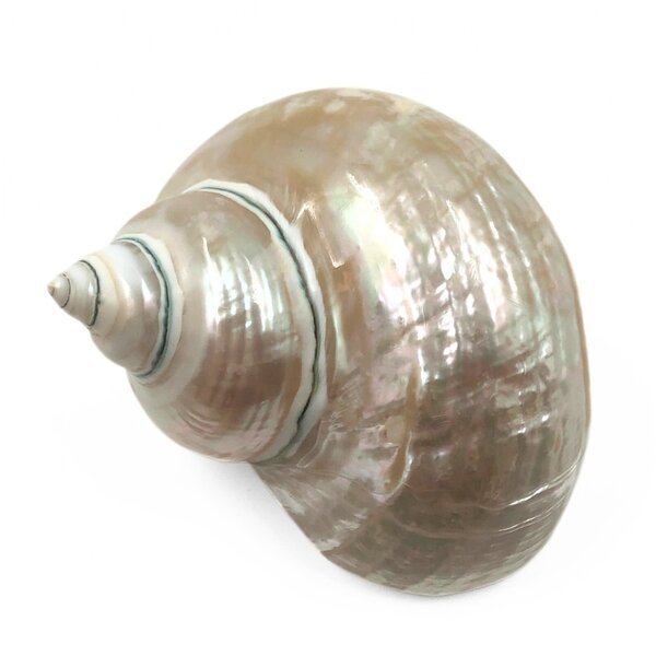 Polierter Turbo marmoratus (L)